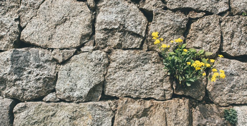 big tech's walled garden, yellow flowers emerging from the crack in a stone wall